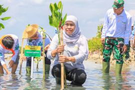 Hari Mangrove Sedunia, Khofifah ajak masyarakat lakukan aksi nyata pelestarian mangrove