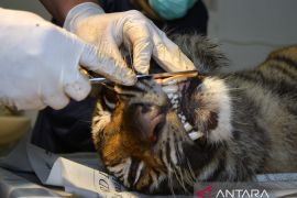 Seekor harimau betina yang cacat pada kakinya ditemukan mati terjerat di Jorong Sungai Pua