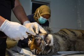 Global Tiger Day momentum jaga spesies Harimau Sumatera