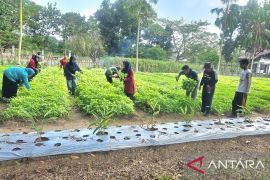 PKK Babel gelar "panen berkah" sayur bantu panti asuhan