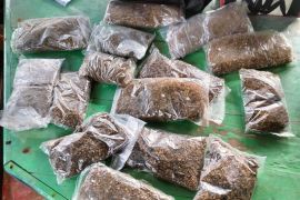 Aparat gagalkan penyelundupan ganja di perbatasan Skouw