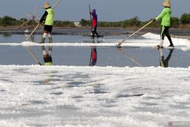 Panen garam perdana di Sidoarjo