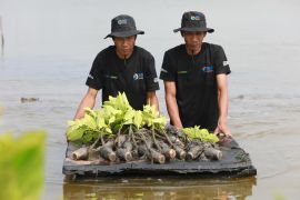 Selamatkan lahan kritis akibat abrasi, BRI salurkan ribuan bibit mangrove di Muaragembong