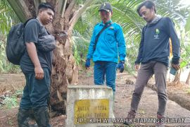 50 ha kawasan Hutan Lindung Gunung Tarak ditanami sawit