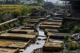 Antisipasi kemarau panjang, pembudi daya ikan di Lebak terapkan CBIB