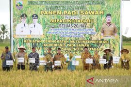 Bupati kotabaru hadiri panen padi sawah di Desa Berangas