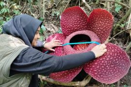 Bunga rafflesia Tuan-mudae kembali mekar sempurna di Marambuang Agam (Video)
