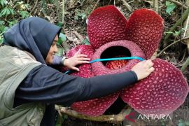 Bunga Rafflesia Tuan-Mudae mekar sempurna di Marambuang Agam