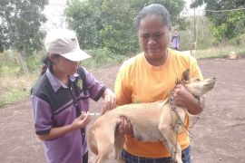 Disnak Nagekeo data 15.679 HPR dapatkan vaksinasi rabies