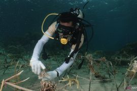 Balai Besar TNTC lakukan transplantasi terumbu karang di Pulau Apimasum