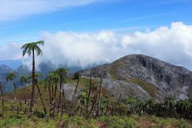 Keberlangsungan Hidup Pakis Binaiya di Tangan Masyarakat Adat Piliana