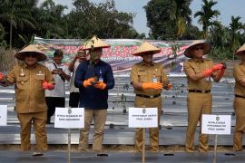 Sumsel masifkan Gerakan Tanam Cabai dan Bawang Merah Serentak