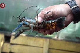 Pendapatan PNBP dari budidaya lobster mencapai Rp3,6 miliar