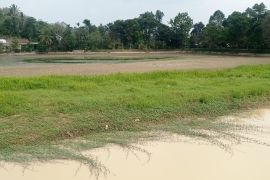 Akibat kemarau, Bendungan Cijoro Rangkasbitung alami kekeringan