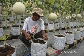 Pemberdayaan petani muda dengan budidaya melon premium
