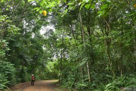 \'Sulap\' Vale, Tanah Merah Jadi Warisan Hijau