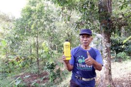 Tanaman cengkeh hasilnya memuaskan berkat sentuhan EM4