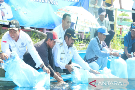 Lepas Ribuan Bibit Ikan Papuyu dan Haruan di Perairan Paminggir