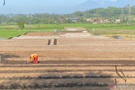 Pemkab Garut siapkan program asuransi jiwa untuk seribu petani