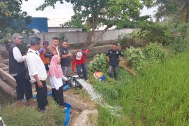 Tanaman padi di Garut yang terdampak kekeringan berhasil dipanen
