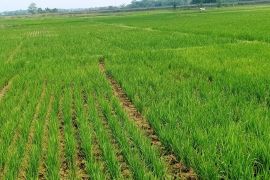 873 hektare tanaman padi di Lebak terancam kekeringan&nbsp;