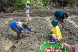 Petani Palu tanam 800 kg bawang merah upaya kendalikan inflasi