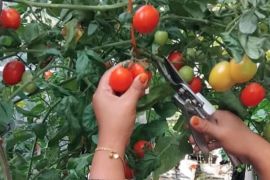 Suku Dinas KPKP Kepulauan Seribu ajak warga tekuni pertanian perkotaan