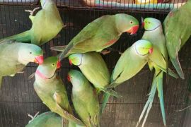 Deforestasi, perburuan akibatkan burung ikonik Pakistan hadapi krisis serius