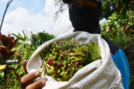 Harga cengkeh turun di Madiun Page 1 Small