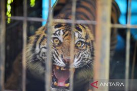 Ada harimau, polisi imbau warga Lampung Barat tak beraktivitas hingga malam di hutan kawasan
