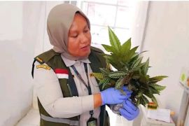 Karantina Papua Tengah periksa 50 tanaman hias tujuan ke Pulau Jawa