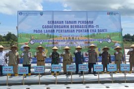 BI inisiasi penggunaan pupuk organik MA-11 untuk tanaman cabai di Manokwari