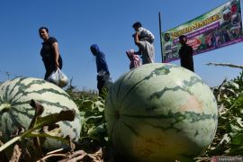 Buah semangka dapat membantu fungsi kardiovaskular lebih baik