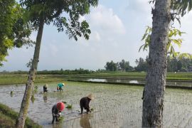 Serapan pupuk urea di Sleman terealisasi 32,10 persen