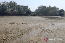 Dua pekan terakhir, Situ Ciwaka di Walantaka mengering