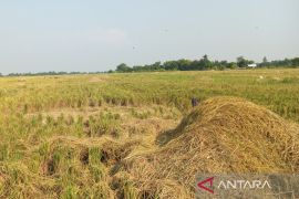 Majalengka daftarkan 5.035 Ha sawah pada program asuransi tani