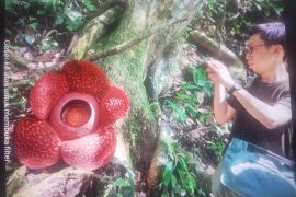Seratusan wisman kunjungi bunga raflesia jenis arnoldi mekar sempurna di Agam