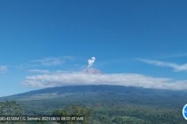 Semeru erupsi beberapa kali dengan tinggi letusan hingga 800 meter