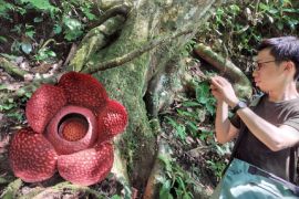 Ratusan wisatawan mancanegara kunjungi bunga rafflesia di Palupuh Agam