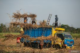 Ekonom menyarankan beri fasilitas kredit untuk revitalisasi industri gula