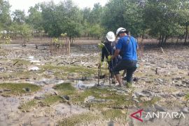 PT Timah tanam 2.500 bibit mangrove cegah abrasi di Pantai Gemuruh Kepulauan Riau