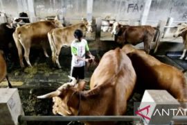 Program "Sikomandan" tingkatkan populasi sapi dan kerbau di Purwakarta