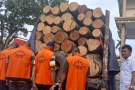 Polisi selidiki tujuan pengiriman kayu hasil penebangan liar