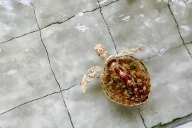 PHE OSES jalankan konservasi penyu sisik melalui program Tiga Perisai