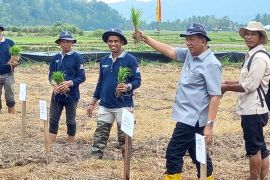 Pesisir Selatan menjadi penyumbang padi terbesar di Sumatera Barat pada tahun 2024