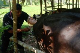 Paramedis Puskeswan Painan lakukan IB di Nagari Limau Gadang Lumpo