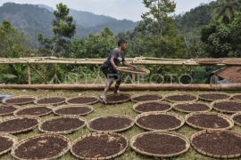 Omset petani cengkeh di Kabupaten Tasikmalaya Page 1 Small