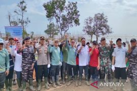 Sekda Kotabaru pimpin tanam bibit mangrove 24 ribu pohon