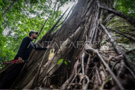 Pesona Hutan Hujan Tropis di Geopark Meratus Page 1 Small