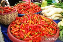 Mentan dorong pengelolaan komoditas hortikultura skala rumah tangga